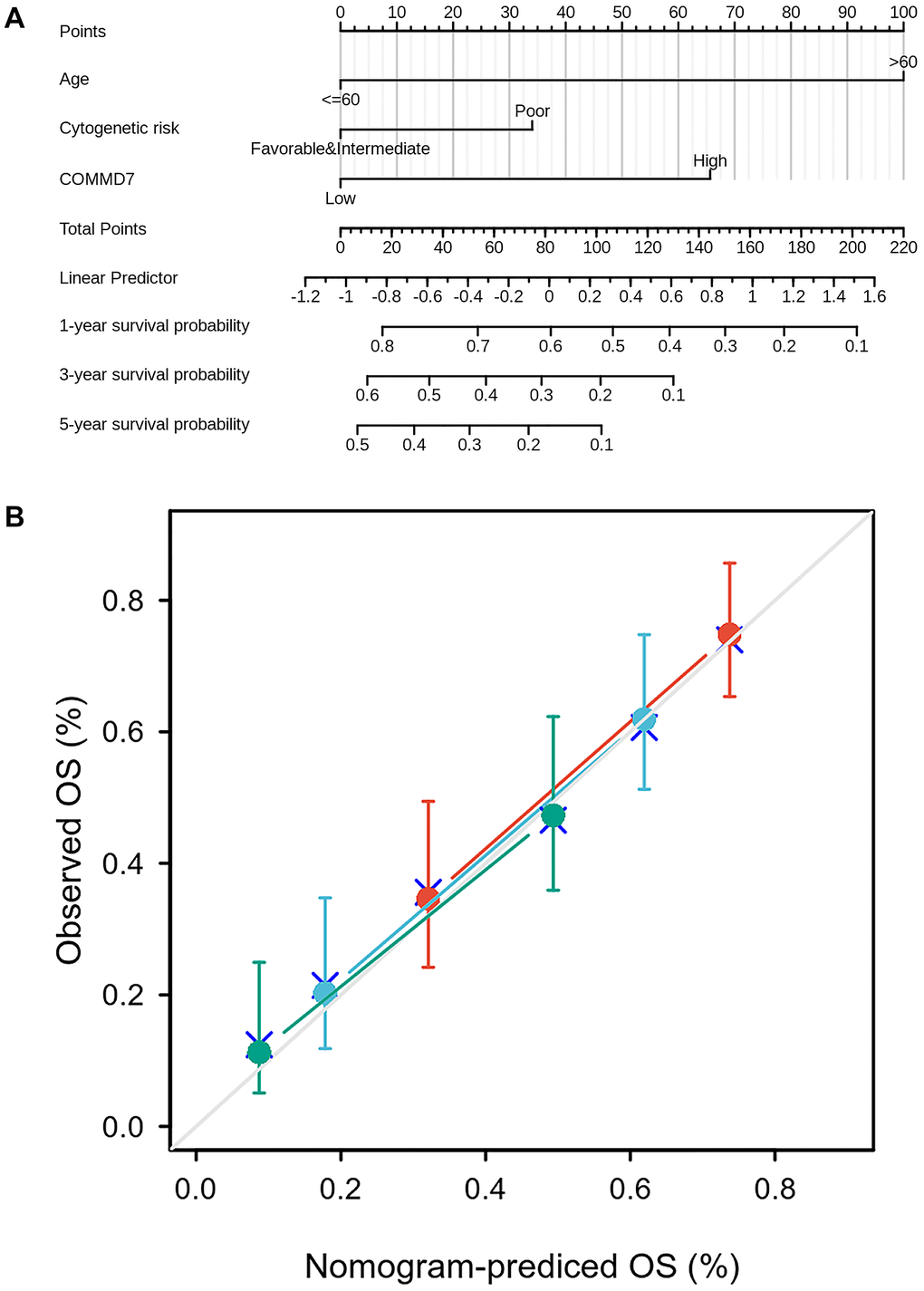 A prognostic predictive model of COMMD7 in AML. (A) Nomogram for predicting the probability of 1-, 3-, 5-year OS for AML. (B) Calibration plot of the nomogram for predicting the probability of OS at 1, 3, and 5 years.