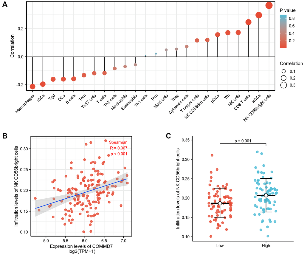 The expression of COMMD7 was associated with immune infiltration in the AML microenvironment. (A), The forest plots showed a positive correlation between COMMD7 and 13 immune cells, and a negative correlation between COMMD7 and 11 immune cell subsets. The size of dots showed the absolute value of Spearman r. (B) Correlation between the relative enrichment score of NK CD56(bright) cells and the expression level (TPM) of COMMD7. (C) Infiltration of NK CD56(bright) cells between low- and high-COMMD7 expressed.