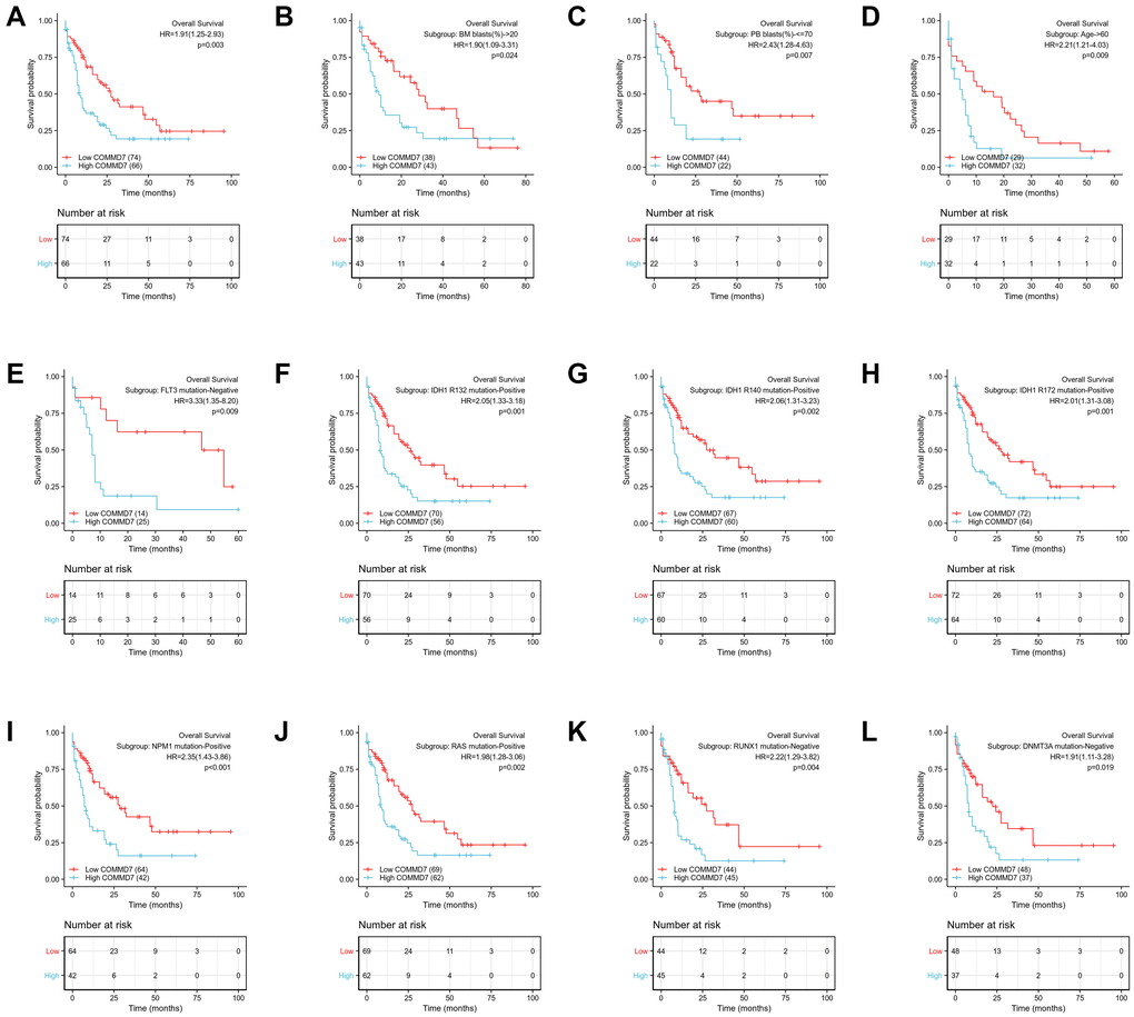High expression of COMMD7 was associated with poor OS in AML patients. (A) Kaplan-Meier curves in all AML patients. (B) Kaplan-Meier curves in AML patients with BM blasts > 20%. (C) Kaplan-Meier curves in AML patients with PB blasts ≤ 70%. (D) Kaplan-Meier curves in AML patients with age ≥ 60. (E–L) Kaplan-Meier curves in subgroups with FLT3 mutation-negative, IDH1 R132 mutation-positive, IDH1 R140 mutation-positive, R172 mutation-positive, NPM1 mutation-positive, RAS mutation-positive, RUX1 mutation-negative, and DNMT3A mutation-negative in AML patients.