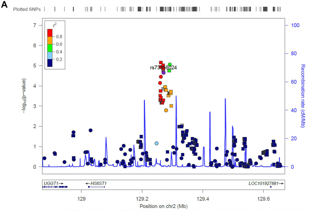 Regional association plot of the novel loci. Association of SNPs at 15q25.3 with ALL susceptibility in adult (A) and childhood (B). (C) Association of SNPs at 2q14.3 with ALL susceptibility in all-age patients. Genotyped and imputed SNPs were labeled in circles and squares, respectively.