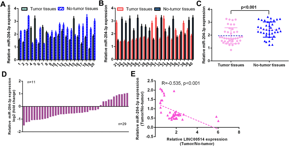 miR-204-3p was decreased in GC specimens. (A, B) The expression of miR-204-3p was detected in 40 pairs of GC specimens and paired control no-tumor specimens using qRT-PCR. (C) The expression of miR-204-3p was decreased in 29 cases (29/40, 72.5%) compared to paired control no-tumor specimens. (D) The miR-204-3p expression was downregulated in GC specimens compared with no-tumor specimens. (E) LINC00514 expression was negatively correlated with miR-204-3p expression in GC specimens.