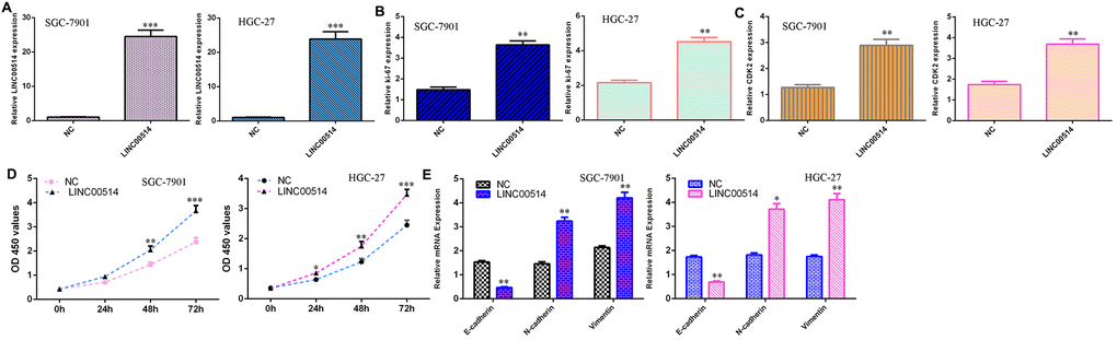 Overexpression of LINC00514 induced cell growth and EMT progression in GC cells. (A) The level of LINC00514 was overexpressed in SGC-7901 and HGC-27 cells after transfection with pcDNA-LINC00514. (B) Elevated expression of LINC00514 increased Ki-67 expression in both SGC-7901 and HGC-27 cells. (C) The expression of CDK2 in SGC-7901 and HGC-27 cells was measured by qRT-PCR. (D) Overexpression of LINC00514 induced cell growth in both SGC-7901 and HGC-27 cells. (E) Ectopic expression of LINC00514 inhibited E-cadherin expression and increased vimentin and N-cadherin expression. *p
