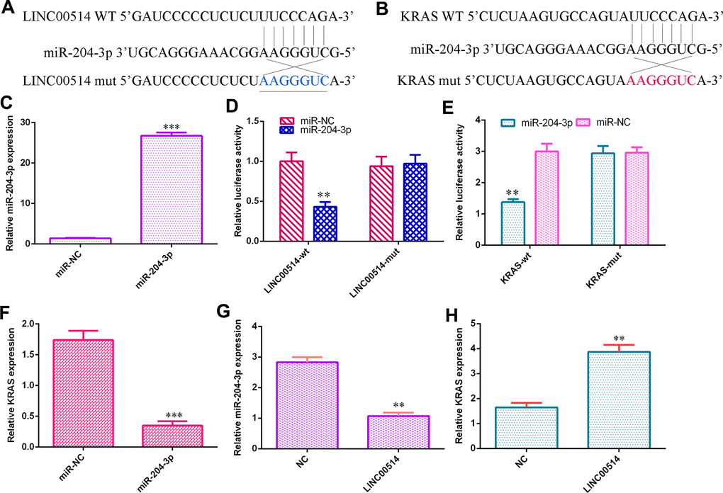 LINC00514 sponged miR-204-3p/KRAS expression in GC cells. (A) LINC00514 may be a sponge gene for miR-204-3p by utilizing the bioinformatics tools in starBase. (B) It was noted that KRAS was a potential target gene for miR-204-3p according to TargetScan bioinformatic analysis. (C) The level of miR-204-3p was upregulated in HGC-27 cells after transfection with the miR-204-3p mimic. (D) Overexpression of miR-204-3p decreased the luciferase value of the LINC00514-wild-type reporter but not that under the mutant reporter. (E) Elevated expression of miR-204-3p suppressed the luciferase value of the KRAS-wild-type reporter but not that under the mutant reporter. (F) Elevated expression of miR-204-3p suppressed KRAS expression in HGC-27 cells. (G) Ectopic expression of LINC00514 inhibited miR-204-3p expression in HGC-27 cells. (H) Overexpression of LINC00514 promoted KRAS expression in HGC-27 cells. **p