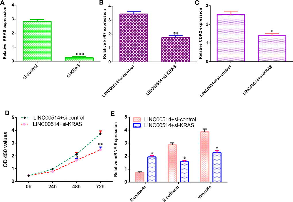 Elevated expression of LINC00514 enhanced cell growth and EMT progression by sponging KRAS. (A) The level of KRAS was downregulated in HGC-27 cells after transfection with si-KRAS vectors. (B) The expression of KRAS was measured by qRT-PCR. (C) Downregulation of KRAS suppressed CDK2 expression in LINC00514-overexpressing HGC-27 cells. (D) Knockdown of KRAS inhibited cell growth in LINC00514-overexpressing HGC-27 cell. (E) The expression levels of E-cadherin, N-cadherin and vimentin were detected by qRT-PCR. *p