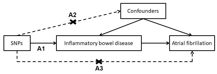 Conceptual framework for the mendelian randomization analysis of inflammatory bowel disease and risk of atrial fibrillation. (A1) genetic variants are associated with the risk factor; (A2) genetic variants are not associated with any confounder of the association between the risk factor and outcome; and (A3) genetic variants are not associated with the outcome conditional on the risk factors and confounders.