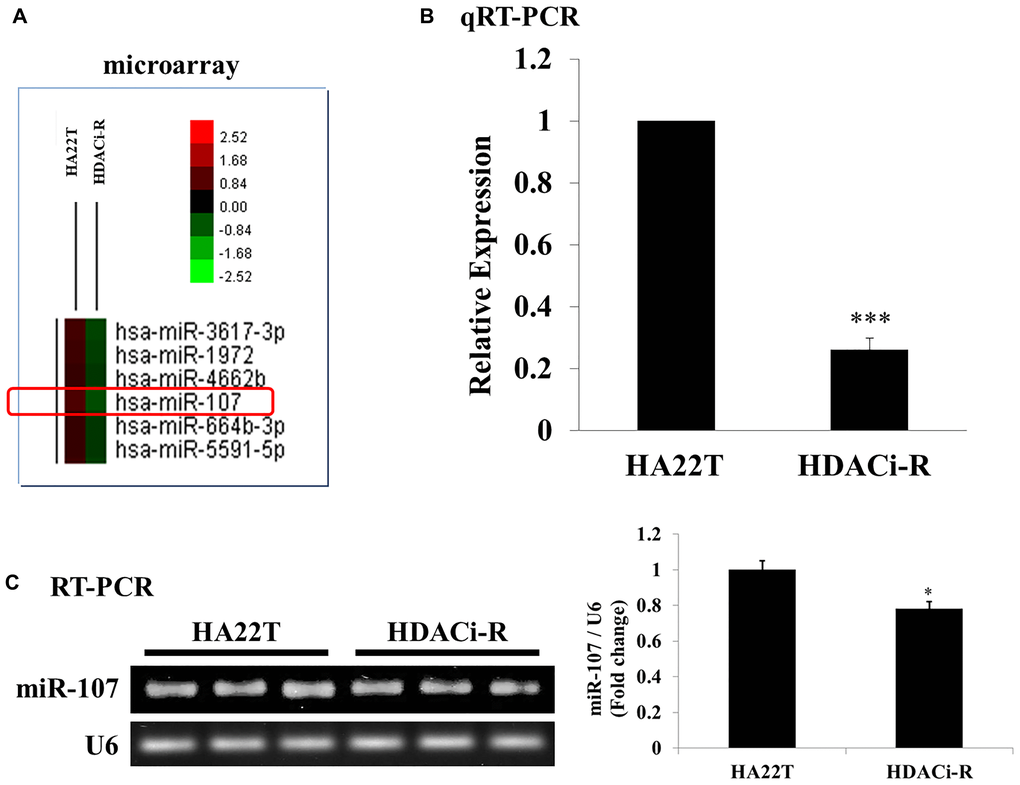 Expression of microRNA-107 (miR-107) in HA22T and HDACi-R. (A) Detection and comparison of expression of miRNAs between HA22T and HDACi-R (histone deacetylase inhibitor-resistant) cells by microarray assay. (B) Confirmation of decrease in expression of miR-107 in HDACi-R cells by quantitative RT-PCR. (C) Double confirmation of decrease in expression of miR-107 in HDACi-R cells by RT-PCR.