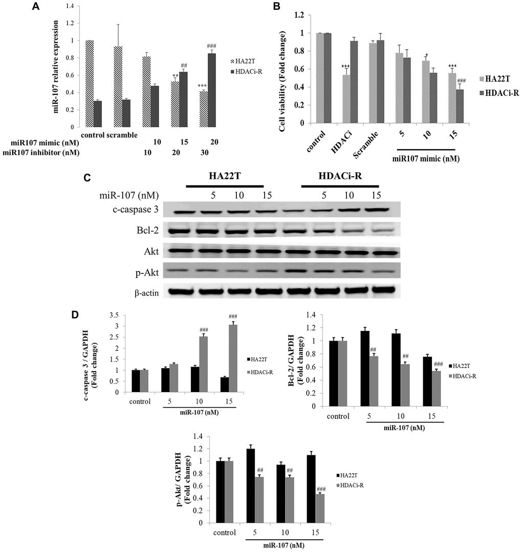 MicroRNA-107 (miR-107) decreased cell survival and induced cell death in hepatocellular carcinoma (HCC) cells. (A) Regulation of miR-107 expression by transfection with mimic and inhibitor in HA22T and HDACi-R (histone deacetylase inhibitor-resistant) cells detected by quantitative RT-PCR. (B) MiR-107 decreased cell viability in HA22T and HDACi-R cells, as assessed by MTT (3-(4,5-dimethylthiazol-2-yl)-2,5-diphenyl tetrazolium bromide) assay. (C) MiR-107 promoted apoptosis-related proteins such as cleaved caspase-3 and decreased expression of pro-survival-related proteins. (D) Quantification of Figure 2C. Expression of fold change of cleavage caspase-3, Bcl-2, and p-Akt after normalization using actin. *P ***P #P ###P 