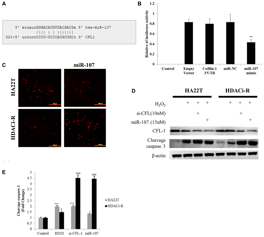 MicroRNA-107 (miR-107) induced reactive oxygen species (ROS) accumulation and cell death by targeting cofilin-1 in hepatocellular carcinoma (HCC) cells. (A) MiR-107 target sequence on cofilin-1 (CFL1) 3' UTR (untranslated region). (B) Luciferase activity assays of luciferase vectors with cofilin-1 3' UTR were performed following transfection with miR-107 or negative control for 24 h. **P C) MiR-107 induced reactive oxygen species (ROS) accumulation, as detected by MitoSOX staining. (D) H2O2-induced HA22T cell death was higher than HDACi-R cells. Transfection with si-cofilin-1 (si-CFL-1) and miR-107 mimic decreased cofilin-1 (CFL-1) expression and enhanced H2O2-induced cleavage caspase-3 expression, as detected by western blotting assay. (E) Quantification of Figure 4D. Fold change of cleavage caspase-3 after normalization using actin. *P ***P #P ###P 