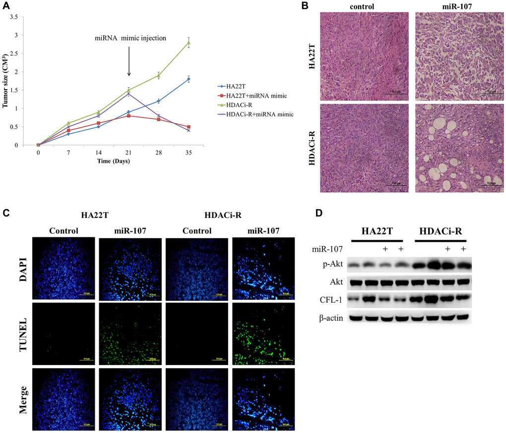 MicroRNA-107 (miR-107) regulates tumor growth and tumor death in hepatocellular carcinoma (HCC) tumors in vivo. (A) The tumoral growth of HCC cell lines xenografted on nude mice. Treatment was administered at day 21 by tumor injection. (B) Hematoxylin and eosin (H&E)-stained sections from the xenograft. Scale bar: 100 μm. (C) TUNEL assay was performed to visualize apoptotic cells (green), and DAPI staining showed the number of nuclei. Scale bar: 100 μm. (D) Overexpression of miR-107 caused a decrease in CFL-1 and p-Akt expression both in two tumors as observed by western blotting assay.