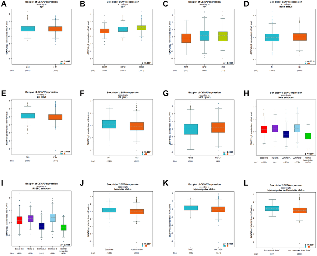 Differences in CENPU expression between breast cancer patients with different clinicopathological features. The clinicopathological features analyzed included (A) age, (B) SBR grade, (C) NPI score, (D) nodal status, (E) ER status, (F) PR status, (G) HER2 status, (H) HU's subtype, (I) RSSPC subtype, (J) basal-like status, (K) triple-negative status, (L) triple-negative and basal-like status.