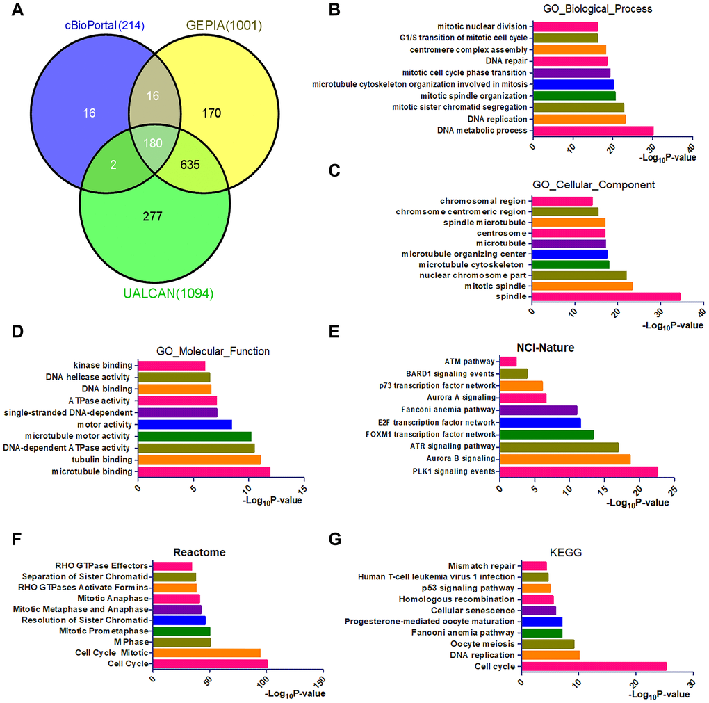 Identification and functional analysis of genes that exhibited co-expression with CENPU. (A) The Venn diagram of CENPU’s co-expressed genes from UALCAN, GEPIA, and cBioPortal databases. (B–D) GO functional annotation (biological process, cellular component, and molecular function) for 180 co-expressed genes of CENPU. (E–G) Pathway (NCI-Nature, Reactome, and KEGG) enrichment analysis for these 180 co-expressed genes of CENPU.