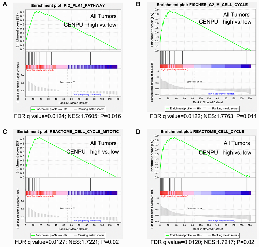 Gene set enrichment analyses were performed using gene expression data of 226 African-American women with triple negative breast cancer (TNBC). (A) Genes are enriched in PLK1 pathway. (B) Genes are enriched in Fisher G2-M cell cycle. (C) Genes are enriched in the Reactome cell cycle mitotic. (D) Genes are enriched in Reactome cell cycle. False discovery rate (FDR) q value, normalized enrichment score (NES), and P values are shown, vs: versus.