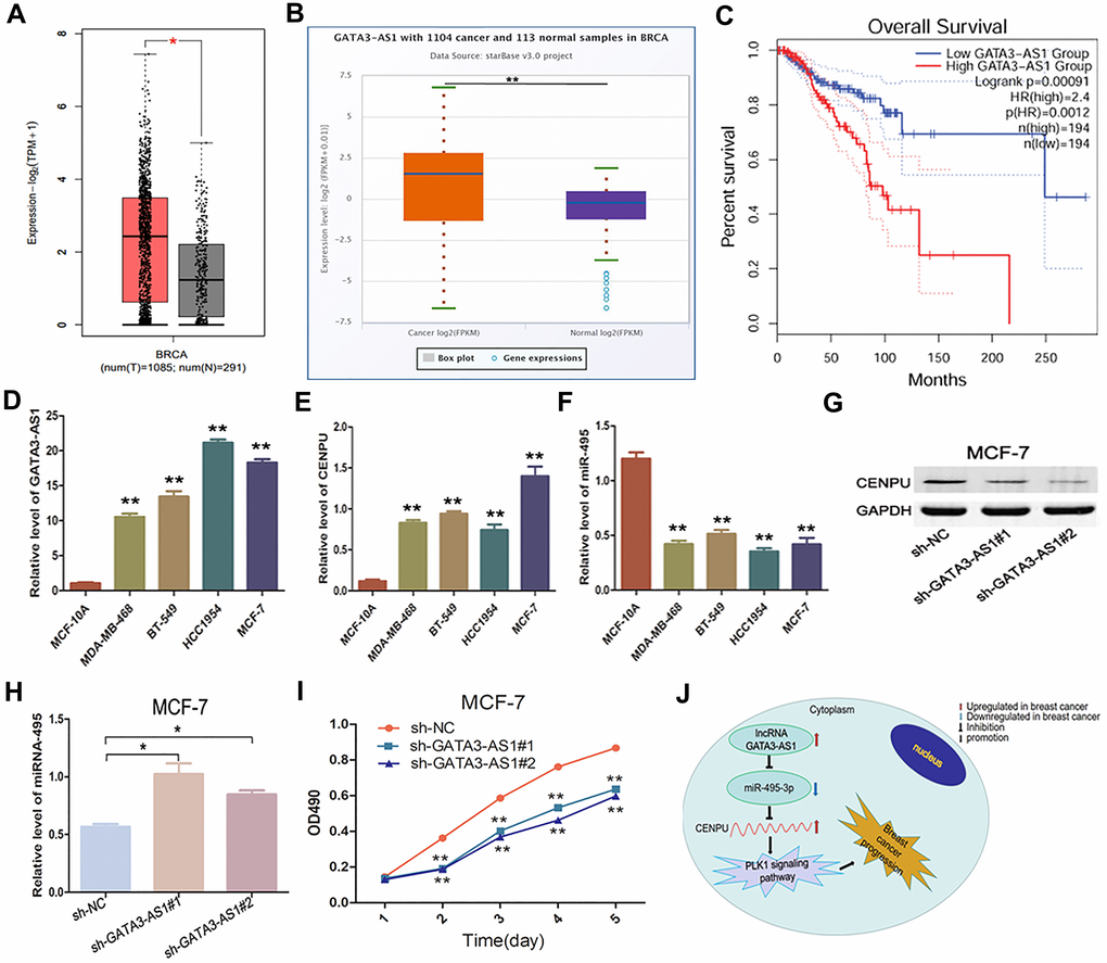 The Lncrna Gata3 As1 Mir 495 3p Cenpu Axis Predicts Poor Prognosis Of Breast Cancer Via The Plk1