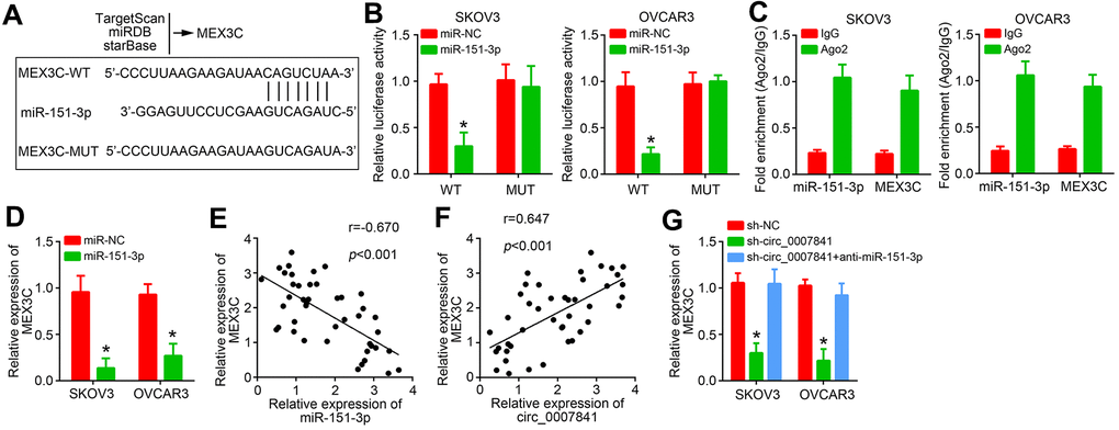 miR-151-3p targets MEX3C. (A) MEX3C was predicted to be the target of miR-151-3p via TargetSan, miRDB and starBase. (B) Luciferase reporter assay. (C) RIP assay was performed to validate the interaction between miR-151-3p and MEX3C. (D) Relative expression of MEX3C was analyzed by qRT-PCR. (E) Expression correlation between MEX3C and miR-151-3p in OC tissues. (F) Expression correlation between MEX3C and circ