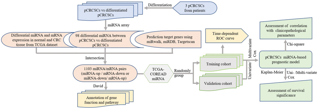 Study design. pCRCSCs: primary colorectal cancer stem cells.