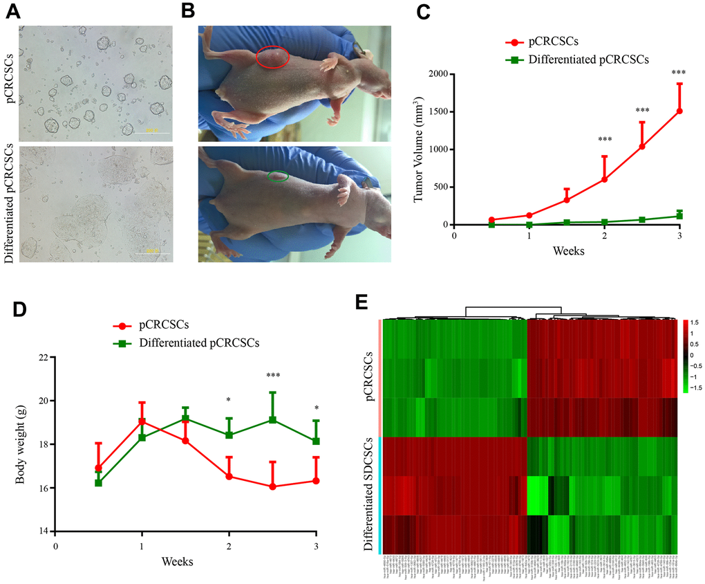 Differential tumorigenic capacity and distinct expression profiles of miRNAs between pCRCSCs and pCRCSCs-derived differentiated cells. (A) pCRCSCs generated from a human colon cancer sample and their corresponding differentiated pCRCSCs. Bars = 200 μM. (B) A tumor-bearing nude mouse showing a large xenograft tumor from pCRCSCs (red oval) and a small tumor from pCRCSC-derived differentiated cells (green oval). (C) Tumor volume of the subcutaneous tumor generated from 5 × 105 pCRCSCs and differentiated pCRCSCs. (D) Weight of tumor-bearing mice. Bars represent mean ± standard deviation (SD) (n = 5, *p ***p E) Heat map of differentially expressed miRNAs in pCRCSCs and pCRCSC-derived differentiated cells.