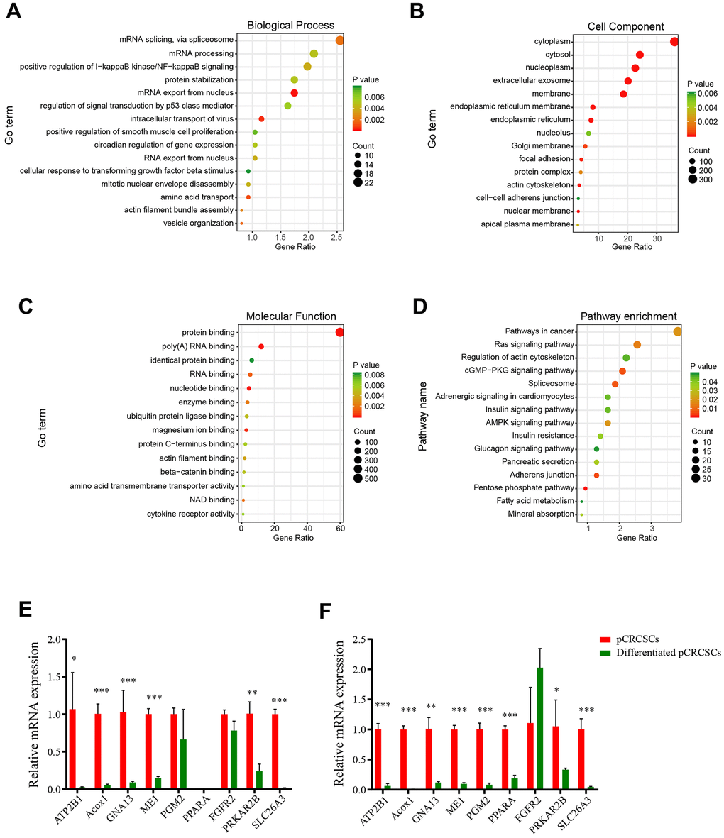 The GO and KEGG pathways of pCRCSC-related miRNAs. (A) The top 15 biological processes, (B) cell components, (C) molecular functions, and (D) the KEGG pathways of target genes based on the intersection of predicted downstream target genes and genes that negatively correlated with miRNA expression in the TCGA–COREAD dataset. (E) Nine potential target genes of pCRCSC-related miRNAs were validated by RT-qPCR in the primary CSCs derived from colon cancer and the corresponding differentiated cells. (F) Nine potential target genes of pCRCSC-related miRNAs were validated by RT-qPCR in the primary CSCs derived from rectal cancer and the corresponding differentiated cells. GAPDH was selected as the internal control. This experiment was repeated thrice. Bars represent mean ± standard deviation (SD) (n = 3, *p **p ***p 