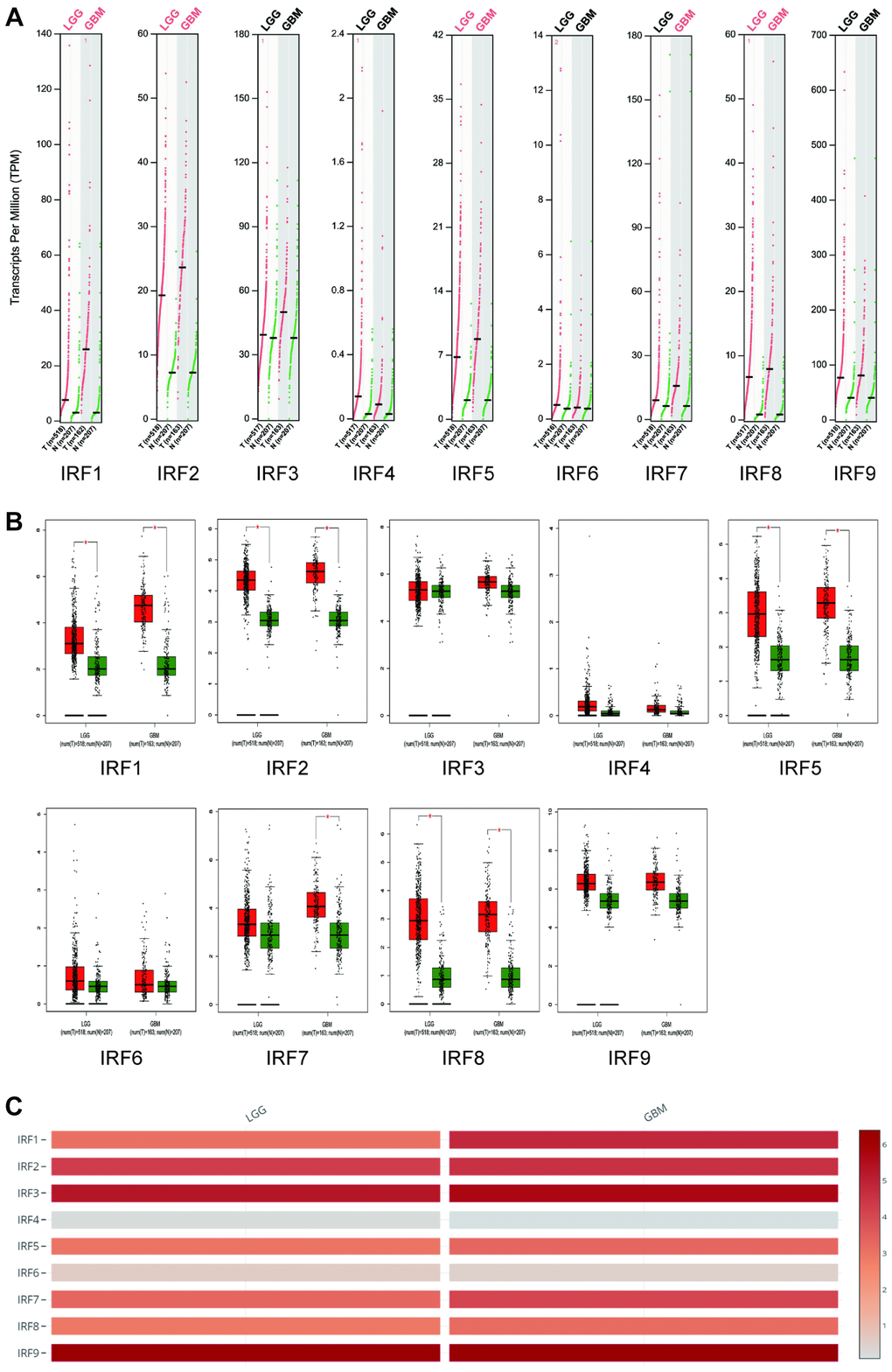 Transcript levels of IRF family members in LGG and GBM (GEPIA). The expression profiles (A) and box plots (B) show that IRF1, IRF2, IRF5, and IRF8 expression were significantly elevated in both LGG and GBM, while IRF7 expression was increased in GBM only. (C) IRF4 and IRF6 are the lowest among all IRFs in both LGG and GBM.