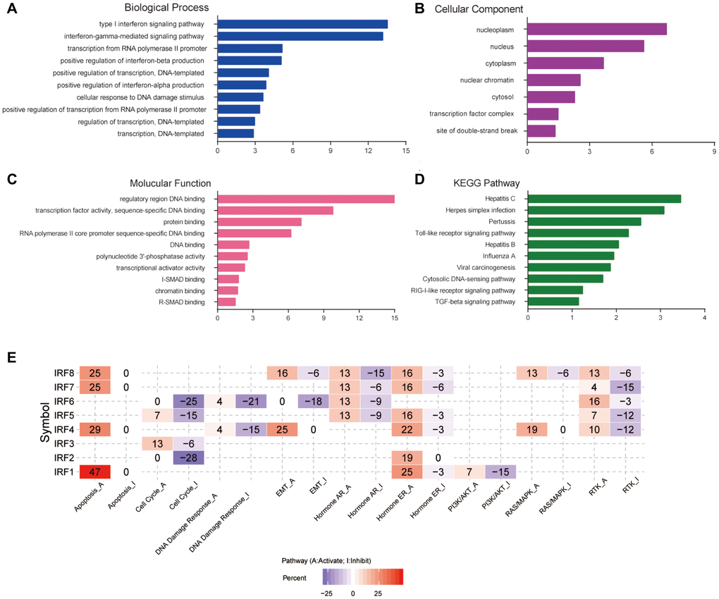 Functional enrichment and cancer-related pathway analysis of IRF family members in glioma. Bar plots of GO enrichment terms in (A) biological process, (B) cellular component, and (C) molecular function. (D) Bar plot of KEGG enrichment terms. (E) Heat map of cancer pathway activity of IRF family members in glioma (GSCALite).