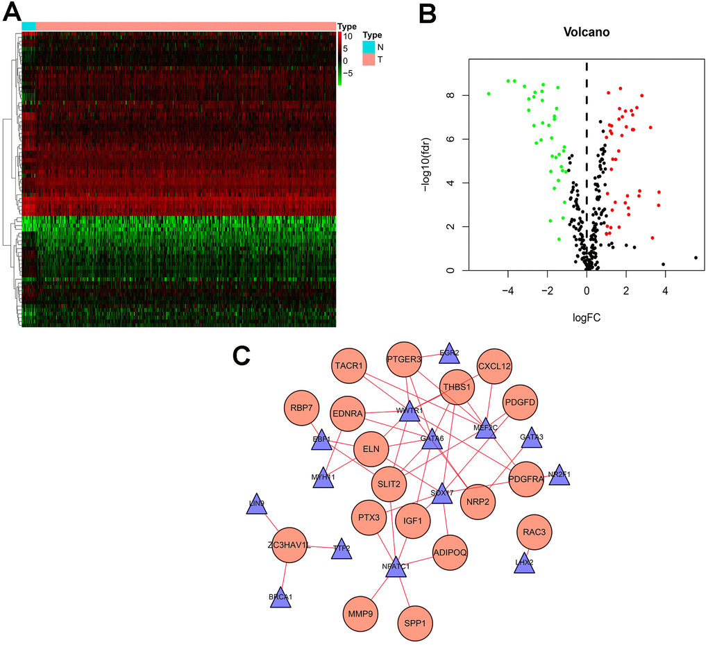 Transcription factor (TF) regulatory network. Differentially expressed TFs in the DEGs between BLCA samples and normal samples. (A) The heatmap and (B) volcano plot of differentially expressed TFs. (C) In the-mediated regulatory network, triangles represent TFs; circles represent IRGs.