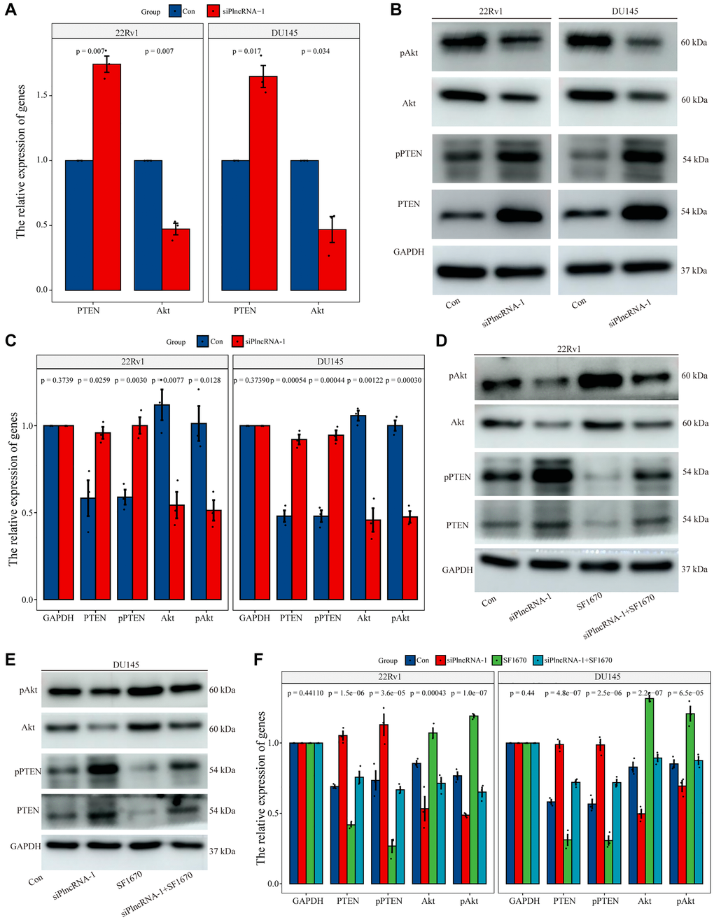 Regulation of PTEN expression by PlncRNA-1. (A) qPCR analysis for the expression level of PTEN and Akt in PlncRNA-1 silent PCa cells. (B) Western blot for the expression level of PTEN and Akt in siPlncRNA-1 group. (C) The histogram shows the statistical analysis of Western blot in Figure 6B. (D–E) The relative expression levels of PTEN and Akt protein were detected in difference group by Western blot. (F) The histogram shows the statistical analysis of Western blot in Figure 6D–6E.