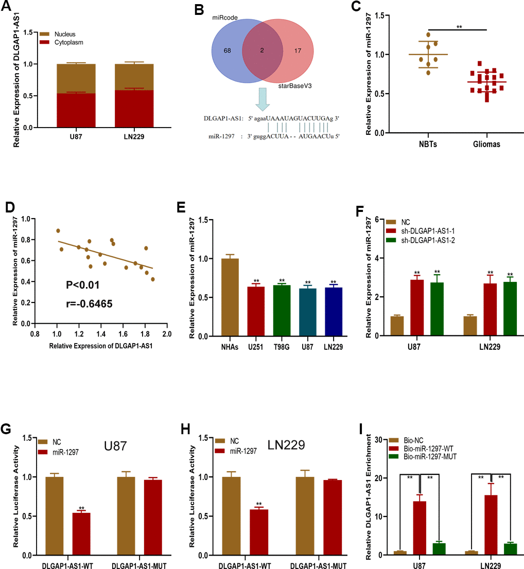 DLGAP1-AS1 functions as a sponge of miR-1297. (A) qRT-PCR assays showed the expression of DLGAP1-AS1 in the cytoplasm and nucleus. (B) MiR-1297 was predicted as a target of DLGAP1-AS1 through online bioinformatic databases. (C) Expression of miR-1297 in normal brain tissues (n=7) and glioma tissues (n=17) based on qRT-PCR. (D) Pearson's correlation analysis indicated that there is negative regulation between DLGAP1-AS1 and miR-1297 in glioma tissues. (E) Expression of miR-1297 in normal human astrocytes and glioma cell lines based on qRT-PCR. (F) qRT-PCR analysis showed that miR-1297 was negatively regulated by DLGAP1-AS1. (G, H) Luciferase reporter assays showed that miR-1297 reduced the luciferase activity of DLGAP1-AS1-WT but not of DLGAP1-AS1-MUT. (I) RNA pull-down assays demonstrated that biotagged wild-type DLGAP1-AS1 was enriched for miR-1297, while the empty vector and biotagged mutant-type DLGAP1-AS1 were not. *p 