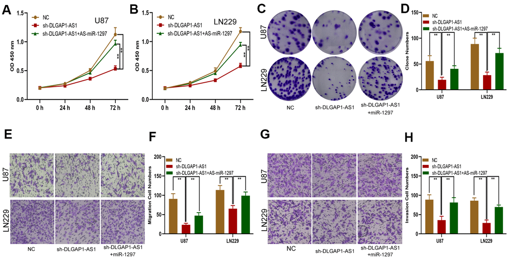 DLGAP1-AS1 promoted proliferation, migration and invasion in glioma cells by sponging miR-1297 and indirectly regulating EZH2 expression. (A, B) CCK-8 assays showing the proliferative capacity of the glioma cell lines transfected with NC, sh-DLGAP1-AS1 or sh-DLGAP1-AS1 together with miR-1297 inhibitors. (C, D) Colony formation assays showing the proliferative capacity of the glioma cell lines transfected with NC, sh-DLGAP1-AS1 or sh-DLGAP1-AS1 together with miR-1297 inhibitors. (E–H) Transwell assays showing the migration and invasion of the glioma cell lines transfected with NC, sh-DLGAP1-AS1 or sh-DLGAP1-AS1 together with miR-1297 inhibitors. *p 