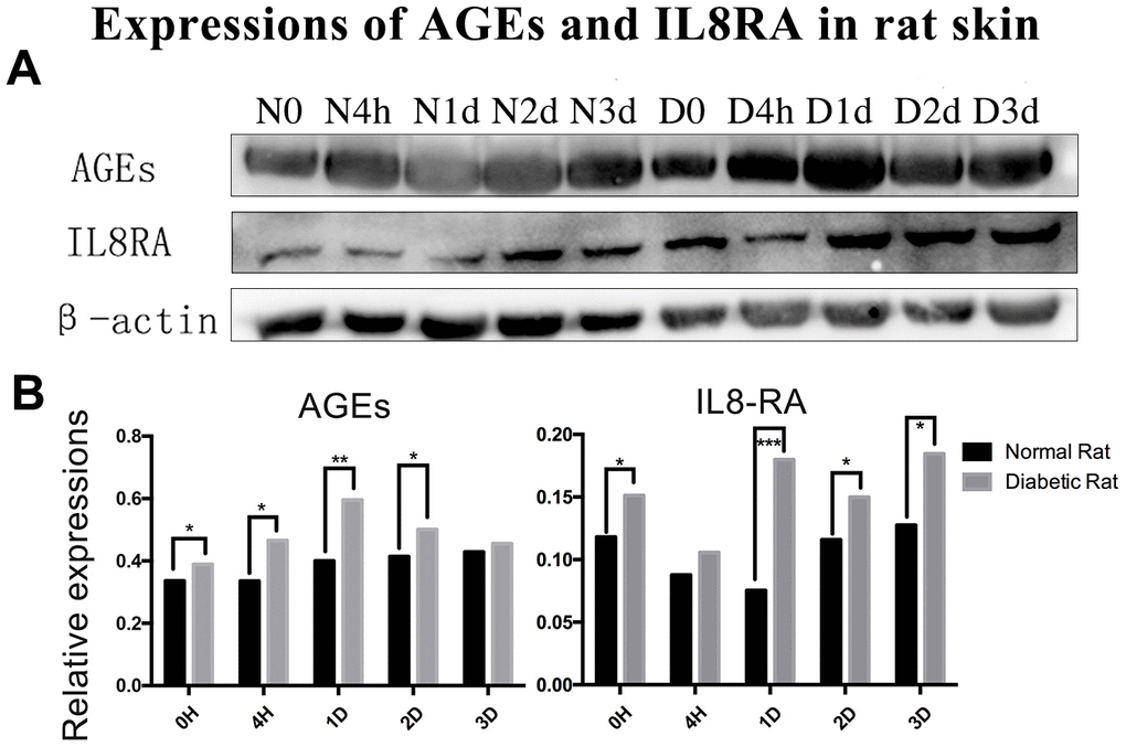 Protein expression of advanced glycation end products (AGEs) and interleukin-8 receptor A (IL8-RA) in wound skin edge by western blotting. (A) Western blotting images of advanced glycation end products (AGEs) and interleukin-8 receptor A (IL8-RA) expression. (B) Results of AGEs and IL8-RA expression in diabetic and control rat skin edge. *: P
