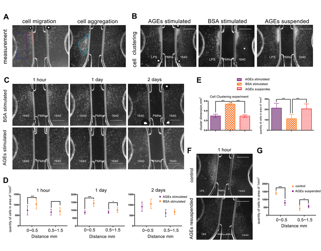 U-slide chemotaxis experiments to observe neutrophil viability, migration, and clustering ability that was affected by advanced glycation end products (AGEs). Scale bar as 1 mm. (A) Measurement of cell migration and aggregation. The blue and red squares represent middle-range and near-range areas, respectively. The blue circle represents neutrophil aggregation (clustering). (B, G) Neutrophil clustering ability that was affected by AGEs stimulation and suspension. (C, E) Neutrophil migration ability that was affected by AGEs stimulation at different time points. (D, F) Neutrophil migration ability that was affected by AGEs resuspension. *: P
