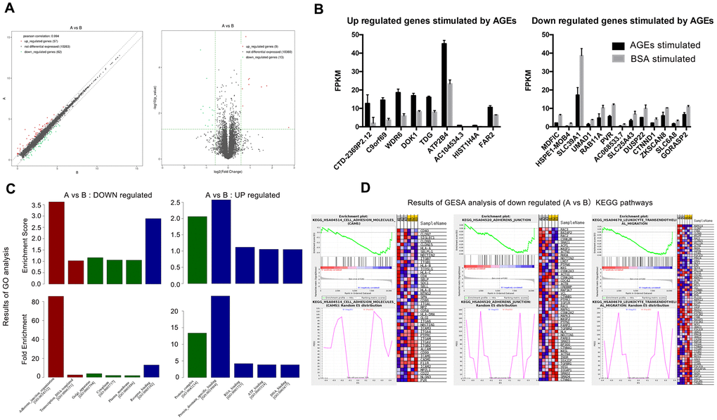 Results of RNA-SEQ for the differential expression of mRNA between neutrophils that were incubated with advanced glycation end products (AGEs) and neutrophils that were incubated with bovine serum albumin (BSA). (A) Volcano and scatter map of the differentially expressed genes between the two groups. (B) Significantly up- and down-regulated genes between the two groups (P C) Results of Gene Ontology (GO) analysis. Red bars represent BP (biological process), green bars represent CC (cellular component) and blue bars represent MF (molecular function). (D) Results of Gene Set Enrichment Analysis (GSEA) (partial).