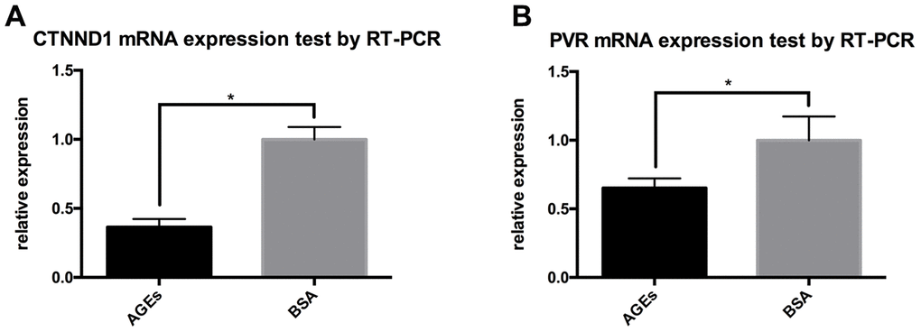RT-PCR results for the expression of CTNND1 and poliovirus receptor (PVR) between neutrophils that were incubated with AGEs and BSA. *: PA) The expression of CTNND1 between the two groups. (B) The expression of PVR between the two groups.