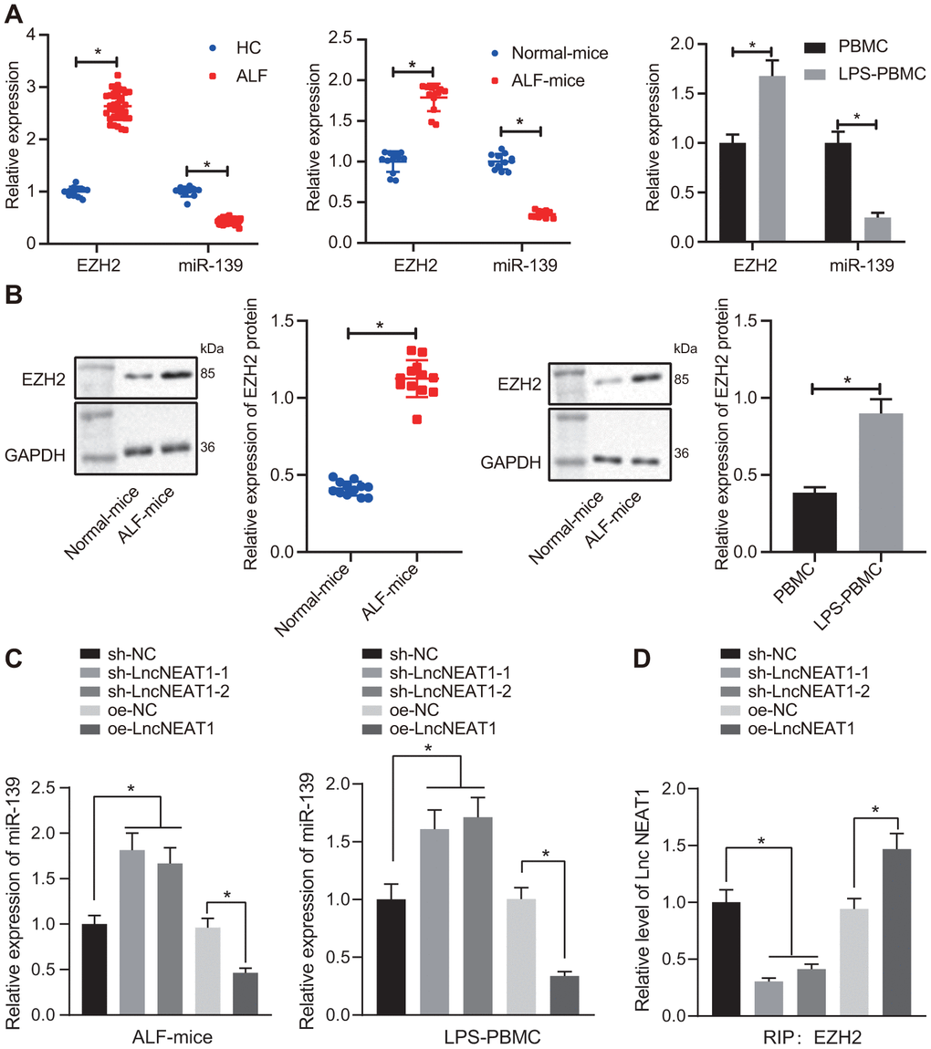 LncRNA NEAT1 suppressed the expression of miR-139 via EZH2 and induced cytokine production. (A) RT-qPCR to determine the expression levels of miR-139 and EZH2 in serum samples of patients with ALF, ALF murine liver tissues, and LPS-induced PBMCs. (B) Western blot analysis results to detect the protein levels of EZH2 in ALF murine liver tissues, and LPS-induced PBMCs. (C) Expression of miR-139 upon knockdown and overexpression of lncRNA NEAT in LPS-treated PBMCs. (D) Interaction between EZH2 and NEAT1 as detected by RIP assay.