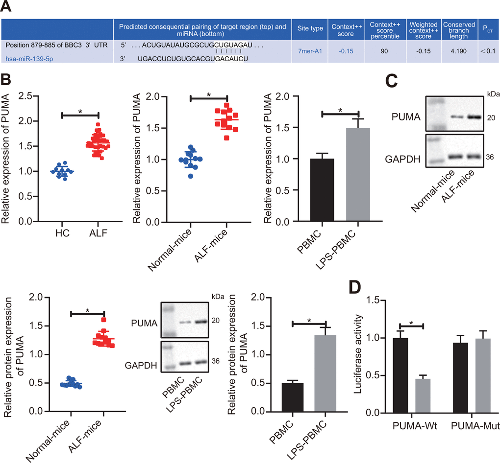 miR-139 suppressed production of pro-inflammatory cytokines by targeting PUMA. (A) Prediction of binding of miR-139 to PUMA-3’UTR by TargetScan database (http://www.targetscan.org/vert