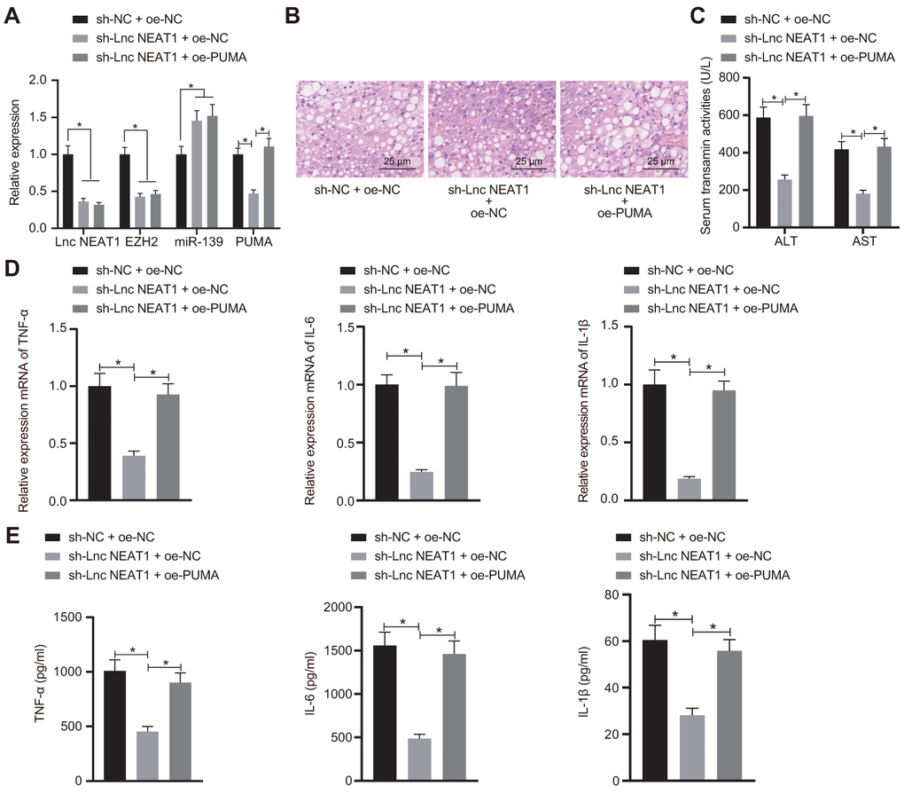 Silencing of lncRNA NEAT1 attenuates the development of ALF through PUMA. (A) RT-qPCR analysis of lncRNA NEAT1, EZH2, miR-139, and PUMA levels in ALF mice. (B) Histological analysis of ALF mouse liver tissues. (C) Biochemical analysis of ALT and AST activity in ALF mouse serum samples. (D) Pro-inflammatory cytokines TNF-α, IL-6, and IL-1β mRNA level as detected by RT-qPCR. (E) ELISA assay performed to detect the TNF-α, IL-6 and IL-1β levels. Data were summarized as mean ± S.D. from at least 3 independent biological replicates. One-way ANOVA with Tukey’s post hoc test was applied to compare data among multiple groups. * indicates p 