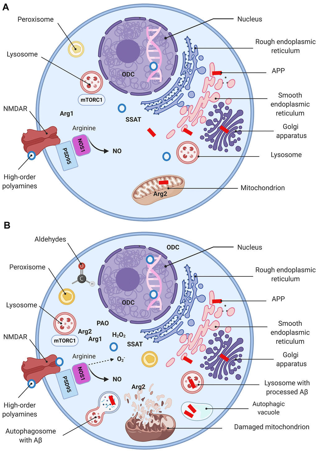 Molecular basis of AD (a simplified model). Schematic representation of a “normal” (A) and a dysfunctional (B) neuron with main organelles involved in APP processing and PSR. Following synthesis, APP undergoes posttranslational modifications in the ER and Golgi where it generates Aβ. In the healthy brain Aβ is localized in perikarya, trans-Golgi network, Golgi-derived vesicles (A), while oxidative stress upsurges intralysosomal Aβ content (B) (149). Mitochondria are essential for maintaining neuronal integrity and function. Arg2 is a typical mitochondria-associated enzyme (A). Mitochondria are targets for Aβ/ROS-mediated damage, which leads to swelling, outer membrane rupture, and followed by Arg2 appearance in the cytoplasm. Arg2, in turn, induces re-distribution of lysosome and mTOR from perinuclear area to cell periphery (B), activates mTORC1-S6K1 signaling and contributes to cell senescence phenotype characterized by impaired autophagy and apoptosis. This process eventuates in impediment of the autophagolysosomes maturation and lysosome-associated Aβ degradation, and leads to Aβ accumulation in autophagic vacuoles (B). Peroxisomes are not competent to cope with growing oxidative stress and become target for ROS. Oxidative stress leads to Arg1 overexpression, ODC translocation to the cytoplasm, and eventuates by polyamine overproduction (PSR). High-order polyamines stabilize the DNA conformation and modulate the chromatin structure and gene transcription via ionic interactions (A). Their elevated levels shut down some vital genes (B). Extensive polyamine catabolism is followed by the generation of hydrogen peroxide and cytotoxic aldehydes. NOS1 deprived of arginine undergoes uncoupling and switches to the production of superoxide anion. NMDA receptor function is modulated by polyamines via a special recognition site.