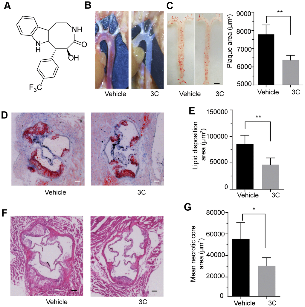 3C protects ApoE-/- mice from high-fat diet-induced atherosclerotic plaque formation. (A) Chemical structure of compound 3C. (B) Representative images in situ of aortic arch and its branches with white plaques. (C) Representative images of the Enface staining with oil red-O of the whole aorta and quantification of Oil Red O–stained Enface aorta of plaque area for ApoE-/- mice treated with vehicle or 3C. (D) Representative images of plaques in the aortic root after 10 weeks of HFD was determined by staining sections with Oil red O. (E) Quantification of Oil Red O–stained aortic root for the lipid disposition area (n=5 per group). (F) Representative images of plaques in the aortic root staining sections with H&E staining. (G) Quantification of H&E-stained aortic root for the plaque lesion area and mean necrotic area (n=5 per group). All data were assessed using Student’s t-test and are present as mean±SEM. *P **P