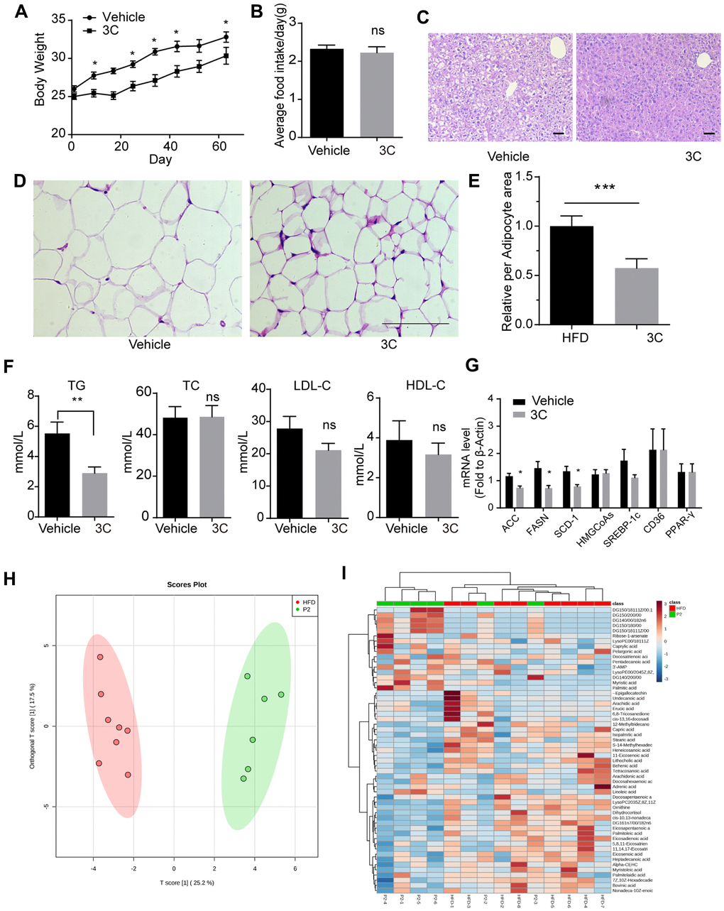 Treatment with 3C regulates the HFD induced dysfunctional lipid profile. (A) Weight gain curve of ApoE-/- mice from different groups. (B) Average food intake of every ApoE-/- mouse from different groups. (C) Representative images of paraffin section of the liver staining with H&E staining. (D) Representative images of paraffin section of epididymal fat with H&E staining. (E) Quantitation of relative area of per adipocyte. (F) Quantification of plasma levels of triglycerides, total cholesterol, low-density lipoprotein cholesterol, and high-density lipoprotein cholesterol in serum from different groups. (G) Fold change of ACC, FASN, SCD-1, HMGCoAs, SREBP-1c, CD36, and PPAR-γ mRNA expression level from livers of different groups (n=6 per group). (H) The OPLS-DA scores plot showing the groupings of 3C (also called P2, green), and vehicle (red) individuals based on their lipid profiles. (I) Clustered heat image map of the relationship between differential lipids and biochemical parameters. All data were assessed using Student’s t-test and are present as mean±SEM. *P**P