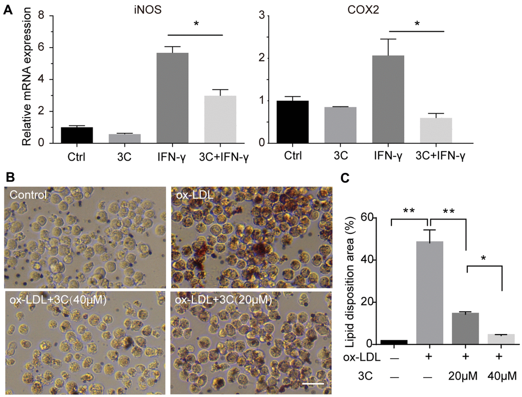 3C inhibits macrophage polarization and foam cell formation. (A) Fold change of iNOS, COX-2 and CD206 mRNA expression level. β-Actin was used for sample loading normalization. (B) 3C dose-dependently attenuate ox-LDL induced foam cell formation. (C) Quantification of the lipid disposition area versus the cellular area. All experiments were performed at least three times; were assessed using Student’s t-test and are present as mean±SEM. *P**P
