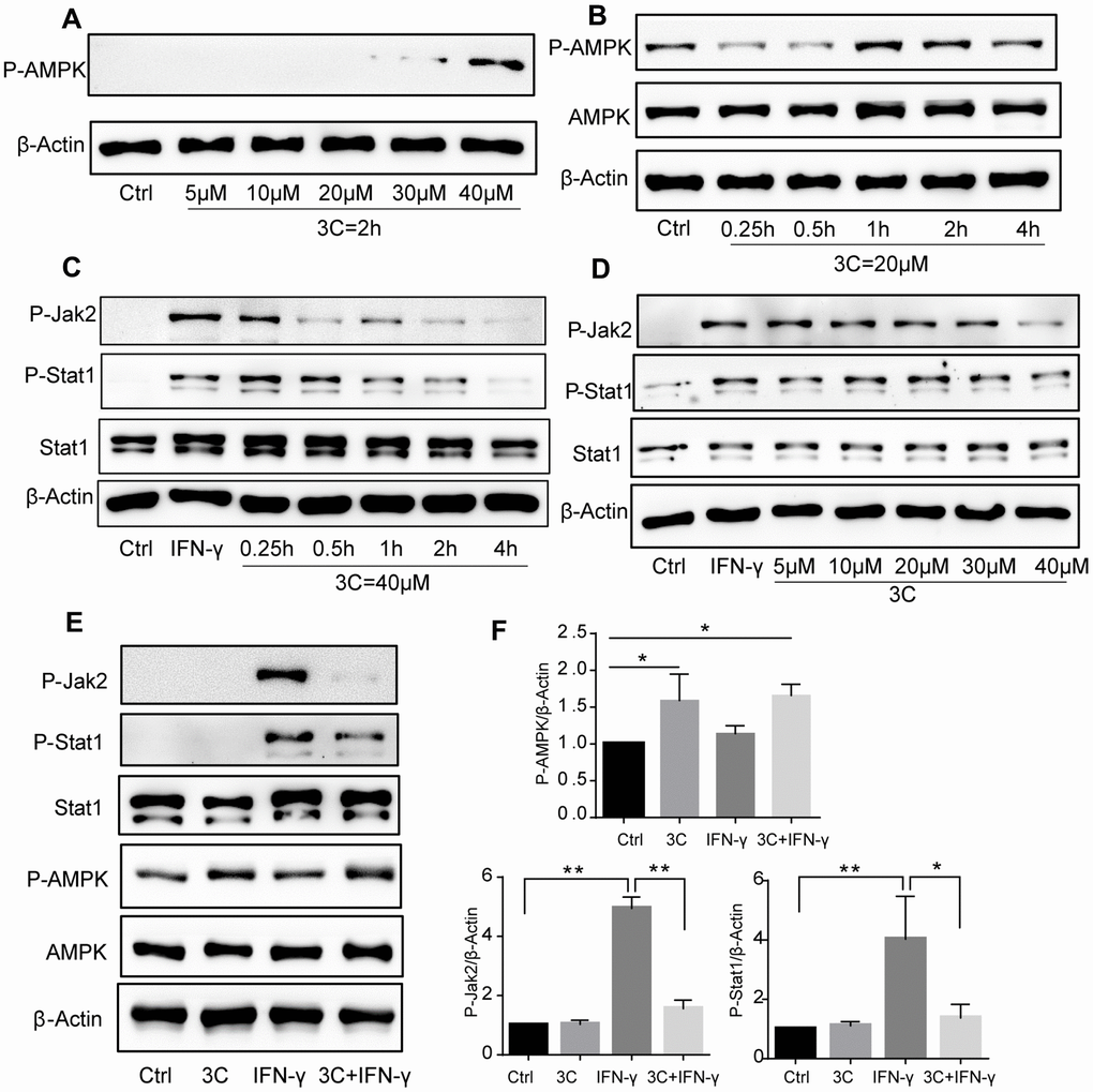 3C induces AMPK phosphorylation and inhibits JAK2-STAT1 signaling. (A) 3C dose-dependently induced AMPK phosphorylation. (B) 3C time-dependently induced AMPK phosphorylation. (C) 3C time-dependently inhibit IFN-γ induced JAK2 and Stat1 phosphorylation. (D) 3C dose-dependently inhibit IFN-γ induced JAK2 and Stat1 phosphorylation. Cells were pre-treated at indicated different time or with different concentrations of P2 for 4h followed by 10ng/mL IFN-γ incubation for 30min then the cell was harvested. (E) 3C activate AMPK and inhibit IFN-γ stimulated JAK2-Stat1 signaling but IFN-γ has no effect on AMPK. (F) Relative level of P-AMPK, P-JAK2 and P-Stat1 normalized to β-Actin (n=3 per group). All experiments were performed at least three times; were assessed using Student’s t-test and are present as mean±SEM. *P**P
