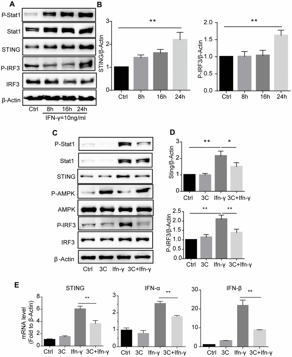 3C inhibits IFN-γ stimulated JAK2-STAT1 signaling and downstream signaling in AMPK dependent manner. (A) IFN-γ time-dependently induce phosphorylation of Stat1 and initiate downstream STING-IRF3 signaling. (B) Quantitative results for the relative level of STING and P-IRF3 normalized to β-Actin (n=3 per group). (C) 3C activate AMPK and inhibit IFN-γ stimulated Jak-Stat1 and downstream STING-IRF3 signaling. (D) Relative level of STING, P-IRF3 normalized to β-Actin (n=3 per group). (E) Relative gene expression of STING, IFN-α, IFN-β normalize to β-Actin. Results are expressed as means ± SEM (n = 3). *P**P