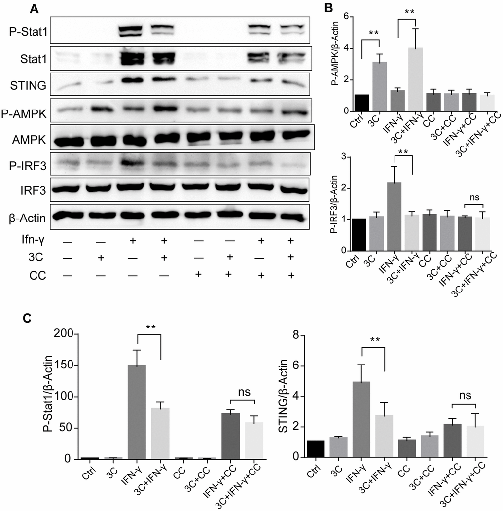 3C inhibits JAK2/STAT1 and downstream signaling in AMPK dependent manner. (A) AMPKα inhibition with compound C attenuate the suppressive effect of 3C on STING-IRF3 signaling. (B, C) Quantification of the relative level of P-Stat1, P-AMPK, STING and P-IRF3 normalized to β-Actin (n=3 per group). The experiments were performed in triplicate and repeated at least three times on different days. Results are expressed as means ± SEM (n = 3). *P**P