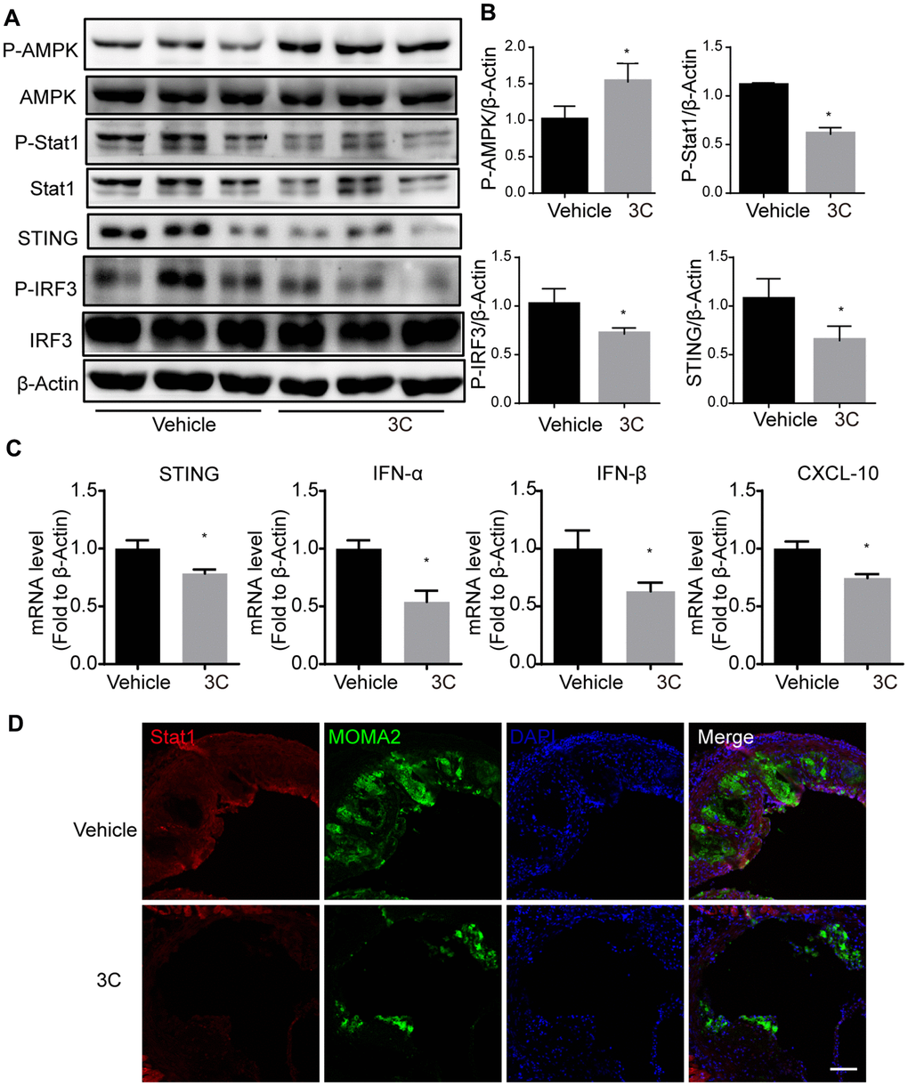 Treatment of ApoE-/- mice with 3C inhibits JAK-STAT1 and downstream signaling. (A) Relative level of P-Stat1; Stat1; P-AMPK; AMPK; STING; P-IRF3 and IRF3 was assessed by Western Blot (n=3 per group). (B) Quantitative results for the relative expression level of P-Stat1; P-AMPK; STING and P-IRF3normalized to β-Actin (n=3 per group). (C) Fold change of STING, IFN-α, IFN-β, and CXCL10 mRNA expression level from aortas of different groups. (D) Representative images of immunofluorescence staining for Stat1 from the aortic root of ApoE-/- mice treated with vehicle or 3C. All data were assessed using Student’s t-test and are present as mean±SEM. *P