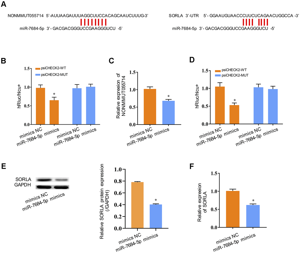 NONMMUT055714 and SORLA as binders of miR-7684-5p. (A) Predicted binding sites of miR-7684-5p to NONMMUT055714 and SORLA. (B) Dual-luciferase reporter experiments indicating NONMMUT055714 as a binder of miR-7684-5p. (C) The relative mRNA levels of NONMMUT055714 in the setting of miR-7684-5p overexpression. (D) SORLA as a potential target of miR-7684-5p. (E) Levels of SORLA protein in primary hippocampal nerve cells in the setting of miR-7684-5p overexpression. (F) Levels of SORLA mRNA in primary hippocampal nerve cells in the setting of miR-7684-5p overexpression. N = 3 from three independent experiment. Data represented as mean ± SD; * indicates p 