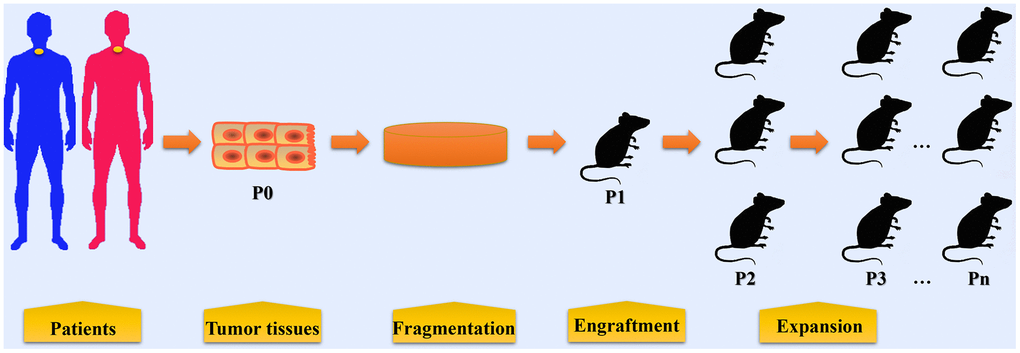 The procedures in establishing patient-derived xenograft models of esophageal cancer. Tumor tissues or biopsy are obtained from patients with EC during surgery or endoscopic examination. These tumor tissues and biopsy are termed P0 and are then fragmented before implantation. In some condition, cell populations are isolated from tumor tissues for PDX model establishment. Fragmented samples or primary tumor cells are then implanted into immunocompromised mice (termed P1), either subcutaneously or orthotopically. When P1 tumors reached 500~1500 mm3, fresh tumor fragments are harvested from mice and then subsequently re-implanted into other mice for expansion (P2, P3, and so on).