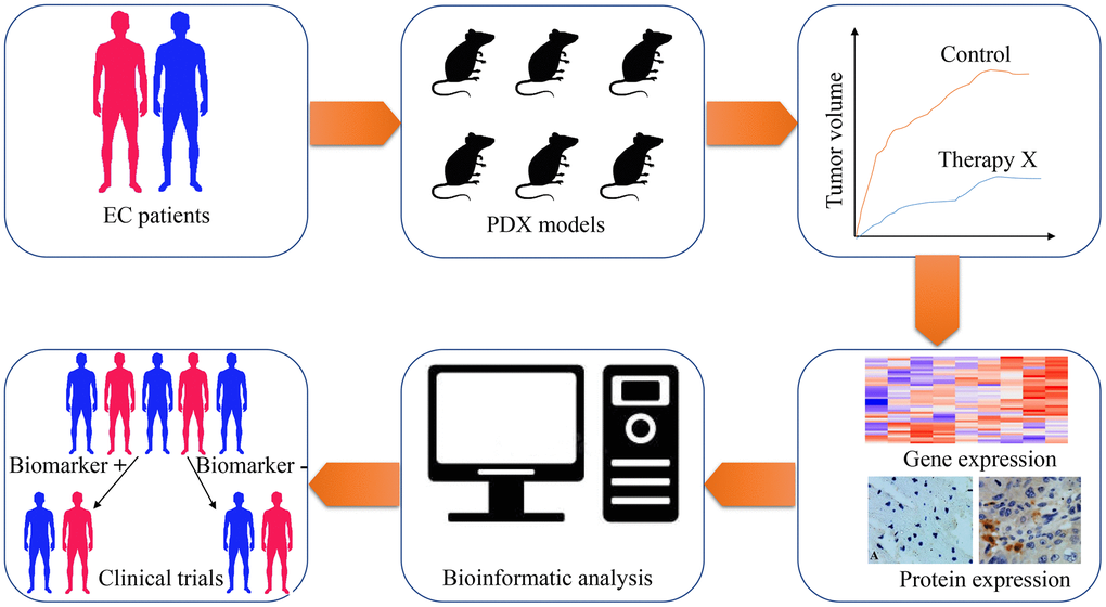 The application of patient-derived xenograft (PDX) in screening predictive biomarkers and therapeutic targets for esophageal cancer therapy. Esophageal cancer tissues are obtained from patients and implanted into immunodeficient mice for PDX models establishment. With the PDX models, the treatment response of chemotherapeutic drugs, radiotherapeutic methods or targeted drugs are tested on these tumor xenografts. Subsequently, genome-wide sequencing techniques and expressional analysis are carried out to screen genes with differential expression, which are related to various therapeutic methods. Through bioinformatic analysis, potential biomarkers are selected from differentially expressed genes. Finally, clinical trials are designed and performed to validate the feasibility of these biomarkers.