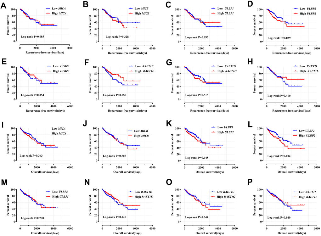 Kaplan–Meier survival curves for NKG2DL genes in COAD of TCGA cohort. Notes: RFS stratified by MICA (A); MICB (B); ULBP1 (C); ULBP2 (D); ULBP3 (E); RAET1E (F); RAET1G (G); RAET1L (H). OS stratified by MICA (I); MICB (J); ULBP1 (K); ULBP2 (L); ULBP3 (M); RAET1E (N); RAET1G (O); RAET1L (P). COAD: colon adenocarcinoma; NKG2DL, Natural Killer Group 2 Member D Ligand; ULBP: unique long 16 (UL16)-binding protein; MIC: Human Major Histocompatibility Complex (MHC) class I polypeptide-related sequence; TCGA: The Cancer Genome Atlas; RFS, recurrence-free survival; OS, overall survival.