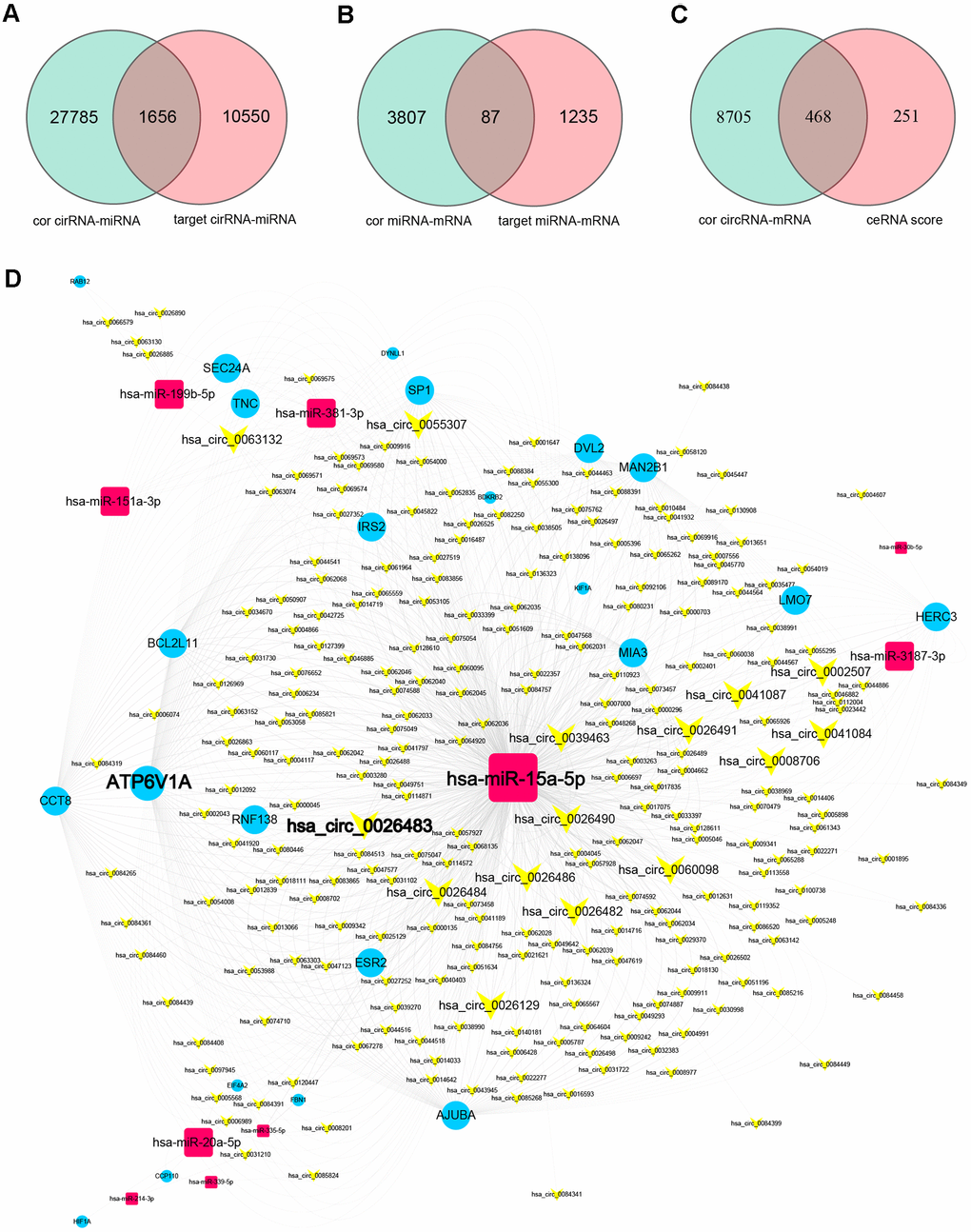 Prediction of miRNA-target interactions and ceRNA pairs, and construction of a circRNA-miRNA-mRNA ceRNA regulatory network. (A) MiRNA-circRNA interactions were filtered based on the miRNA-circRNA correlation coefficients and the miRNA-circRNA target pairs. (B) MiRNA-mRNA interactions were filtered based on the miRNA-mRNA correlation coefficients and the miRNA-mRNA target pairs. (C) Filtered miRNA-target interactions were integrated into circRNA-mRNA pairs (ceRNA pairs) based on shared miRNAs. CeRNA pairs were further filtered based on the ceRNA scores and the mRNA-circRNA correlation coefficients. (D) The ceRNA network. Yellow V-shaped nodes represent DECs, red rectangular nodes represent DEMis, and blue circular nodes represent DEMs. Larger nodes in the ceRNA network represent genes with higher degrees of connectivity.