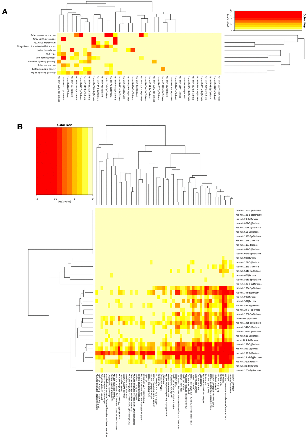 Biological significance of the miRNA signature. (A) miRNAs highly enriched in fatty acid metabolism, fatty acid biosynthesis, ECR receptor, and lysine degradation and (B) The miRNAs were found to be involved in different cellular, molecular, and biological pathways.