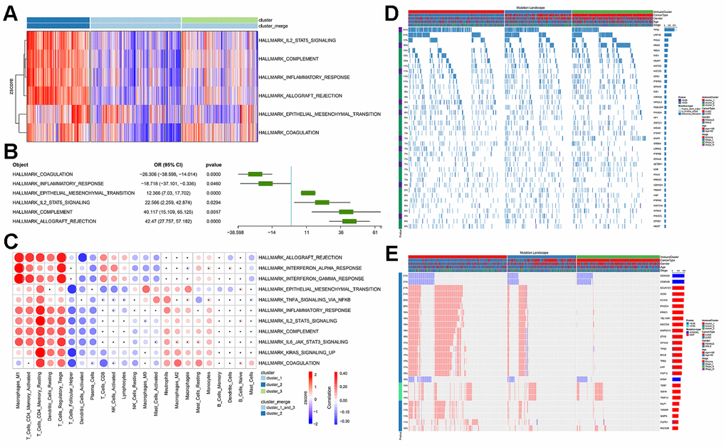 The functional differences involved in cluster 2 and the correlation between immune infiltration and cluster 2. (A) GSVA score spectrum of functional gene set in cluster 2. (B) Application of logistic regression to identify pathways that were significantly related to cluster 2. (C) Correlation between cluster function and immune infiltration. (D) Gene mutation characteristic blueprint of TCGA-NSCLC immune subgroup. 39 oncogenes mutated in >6% samples in the three immune subgroups of TCGA-NSCLC (missense mutation, dark blue; insert deletion, light blue). The bar graph on the right represents the mutation frequency of each gene in the sample population, and the colored bar graph on the left represents whether the occurrence of the gene mutation was related to the immune subgroup (chi-square test). Each column represents a patient, and the colored bar chart at the top indicates the immune subgroup to which the patient belonged: the subtype of NSCLC, the patient's gender, age group, and tumor grade. (E) Copy number variation blueprint of TCGA-NSCLC immune subgroups; the status of 26 oncogenes with copy number changes in >10% samples in the three immune subgroups of TCGA-NSCLC (copy number amplification, red; copy number deletion, blue). The bar graph on the right represents the copy number variation frequency of each gene in the sample population. The colored bar chart on the left represents whether the occurrence of copy number variation of the gene was related to the immune subgroup (chi-square test). Each column represents a patient, and the colored bar chart at the top indicates the immune subgroup to which the patient belonged: the subtype of NSCLC, the patient's gender, age group, and tumor grade.