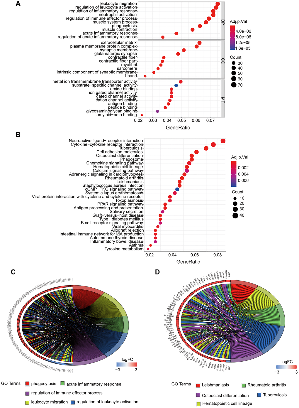 GO and KEGG enrichment analysis of DEGs. (A) GO enrichment analysis of DEGs, BP represents the biological process, CC represents the cellular component, and MF represents the molecular function. (B) KEGG pathway analysis of DEGs, adj.p.Val is corrected p-value, the count represents the number of DEGs. (C) Interaction between DEGs and top 5 terms of GO entries. (D) Interaction between DEGs and top 5 disease pathways in KEGG. DEGs: Differentially expressed genes. KEGG: Kyoto Encyclopedia of Genes and Genomes. FC: Fold change. Adj.p.Val: corrected p-value.